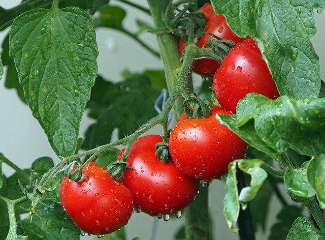 Jakie są sposoby skutecznego przechowywania pomidorów?