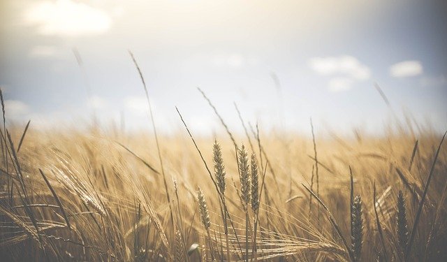 Naturalne metody ochrony roślin przed szkodnikami